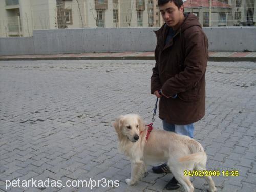 prens Erkek Golden Retriever