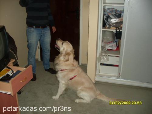 prens Erkek Golden Retriever