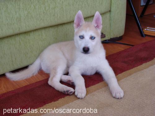 oscar Erkek Sibirya Kurdu (Husky)