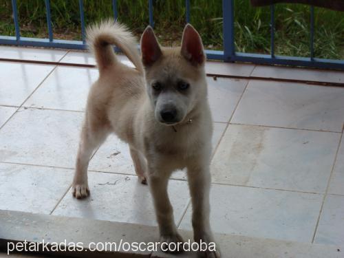 oscar Erkek Sibirya Kurdu (Husky)