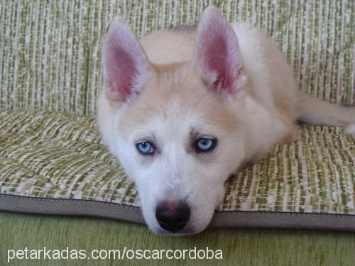 oscar Erkek Sibirya Kurdu (Husky)