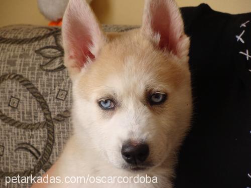 oscar Erkek Sibirya Kurdu (Husky)