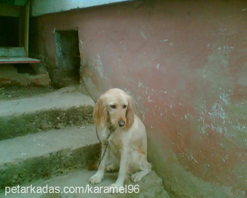 sahibikomşumuz Dişi Golden Retriever