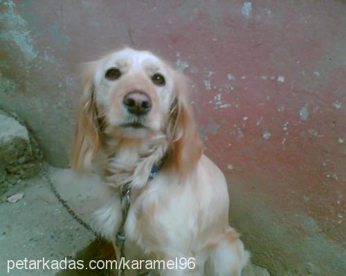 sahibikomşumuz Dişi Golden Retriever