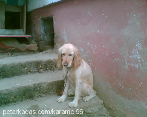 sahibikomşumuz Dişi Golden Retriever