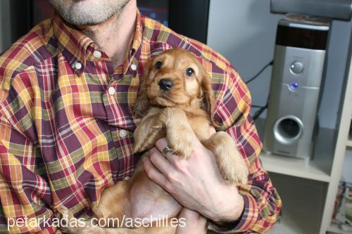 odİ Dişi Amerikan Cocker Spaniel