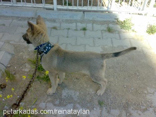 reina Dişi Sibirya Kurdu (Husky)