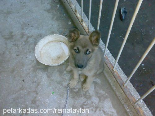 reina Dişi Sibirya Kurdu (Husky)