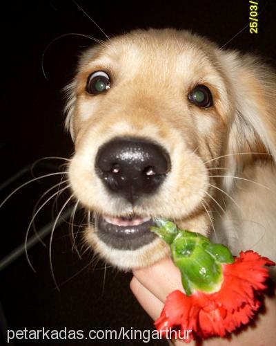 arthur Erkek Golden Retriever