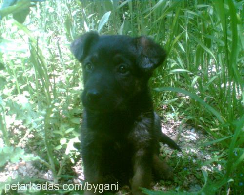 duman Dişi Rottweiler