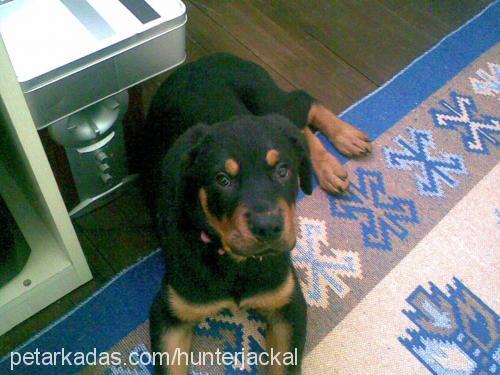 aşil Erkek Rottweiler