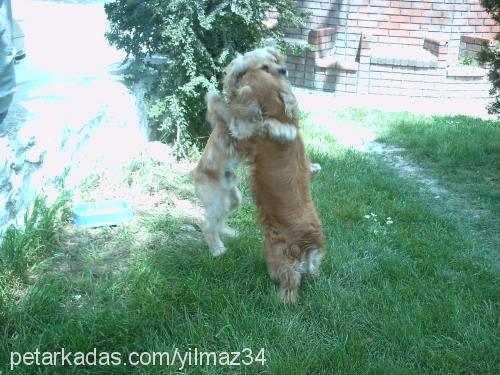 raki Erkek Amerikan Cocker Spaniel