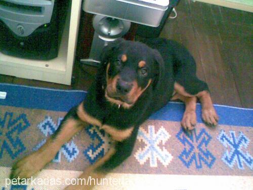 aşil Erkek Rottweiler