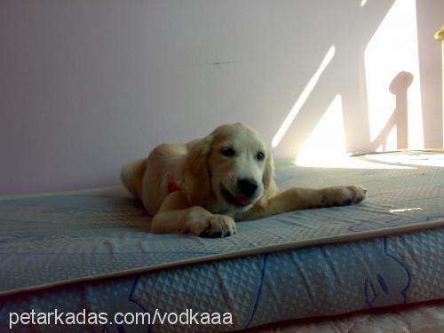 vodka Erkek Golden Retriever