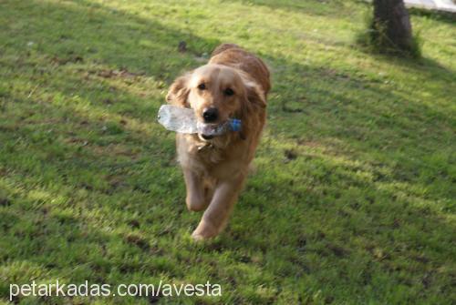 daisy Dişi Golden Retriever