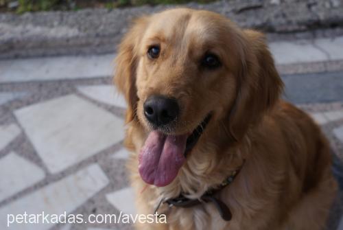 daisy Dişi Golden Retriever