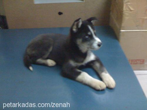 zenah Dişi Sibirya Kurdu (Husky)