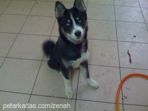 zenah Dişi Sibirya Kurdu (Husky)