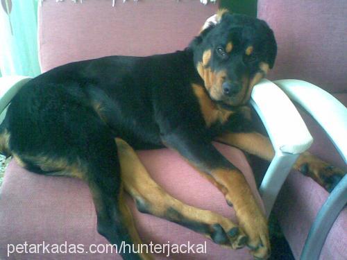 aşil Erkek Rottweiler