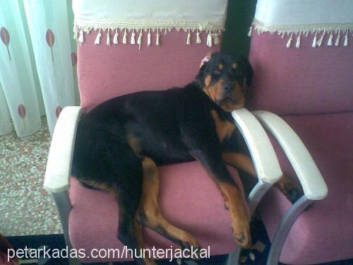 aşil Erkek Rottweiler