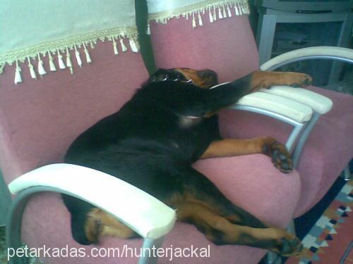 aşil Erkek Rottweiler