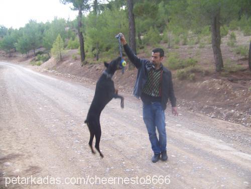 şiva Dişi Doberman Pinscher