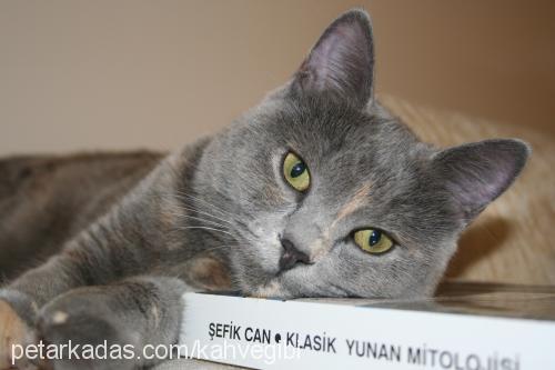 patik Dişi British Shorthair