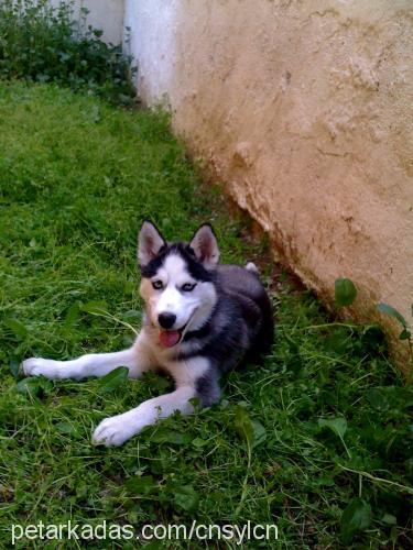 jack Erkek Sibirya Kurdu (Husky)