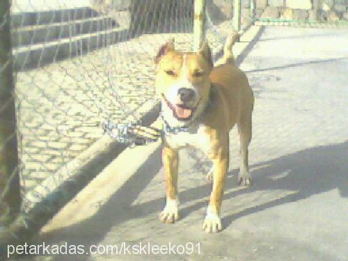 pasha Erkek Amerikan Staffordshire Terrier