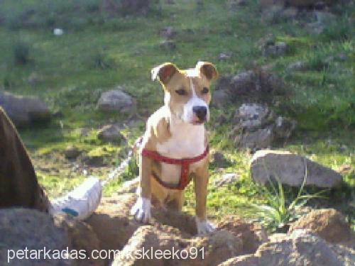 pasha Erkek Amerikan Staffordshire Terrier