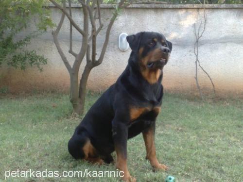 nicholasanelka Erkek Rottweiler