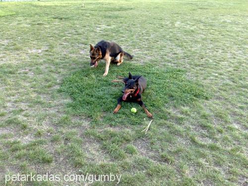 hera Dişi Doberman Pinscher