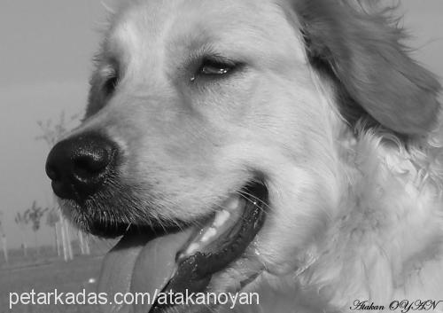 hera Dişi Golden Retriever