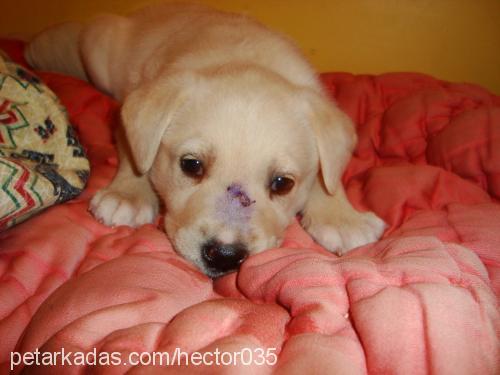 bolt Dişi Labrador Retriever