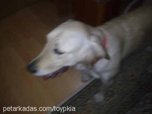 tequila Dişi Golden Retriever