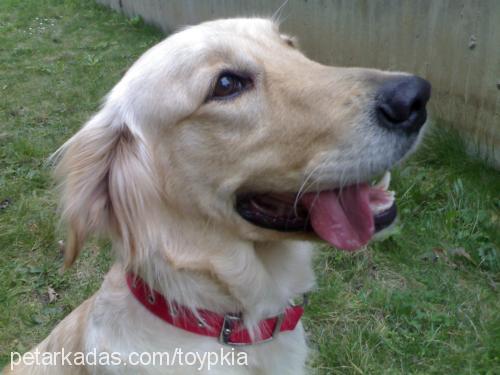 tequila Dişi Golden Retriever