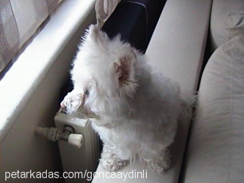 ophelia Dişi West Highland White Terrier