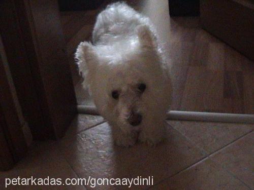 ophelia Dişi West Highland White Terrier