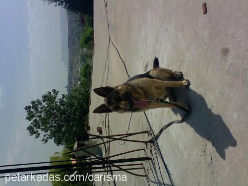 laİse Dişi Alman Çoban Köpeği