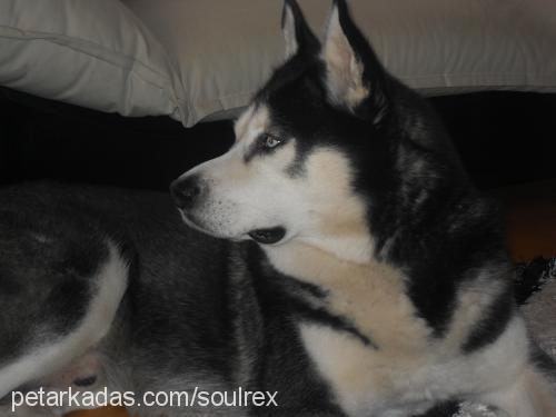 rex Erkek Sibirya Kurdu (Husky)