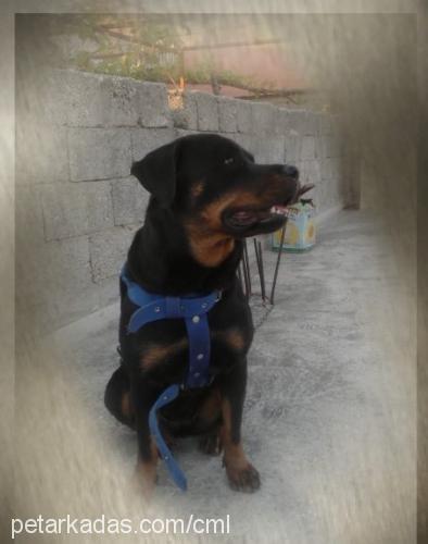 rudi Dişi Rottweiler