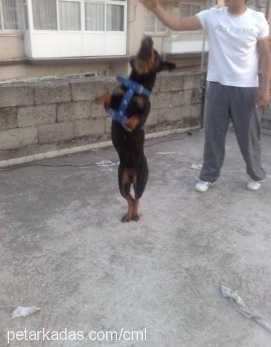 rudi Dişi Rottweiler