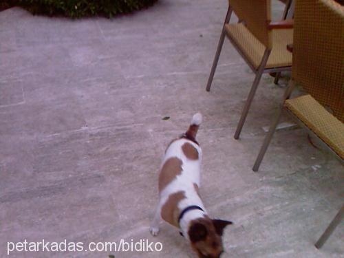 bıdık Dişi Jack Russell Terrier