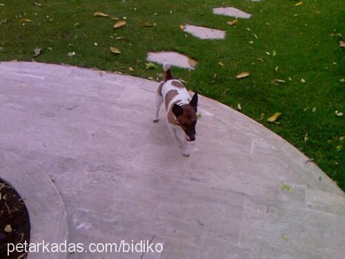 bıdık Dişi Jack Russell Terrier