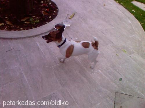 bıdık Dişi Jack Russell Terrier