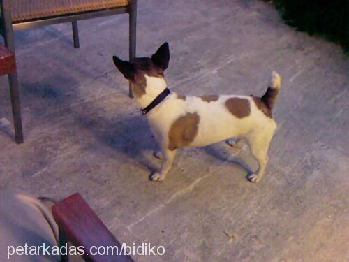 bıdık Dişi Jack Russell Terrier