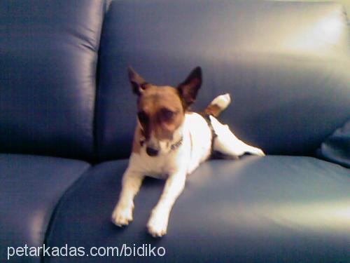 bıdık Dişi Jack Russell Terrier