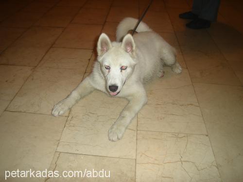 whıte Erkek Sibirya Kurdu (Husky)