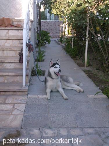 bambam Erkek Sibirya Kurdu (Husky)