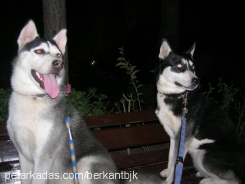 bambam Erkek Sibirya Kurdu (Husky)